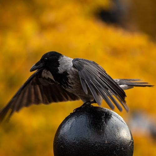 Photo #4412578