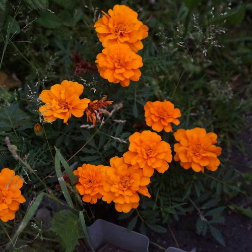 Photo #4413179