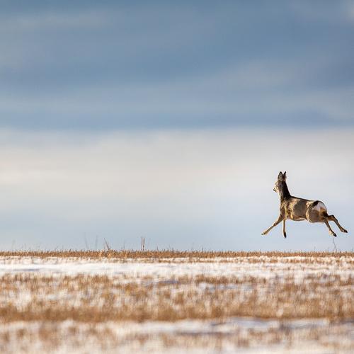Photo #4413286