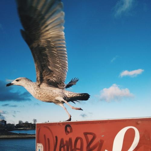 Photo #4413428