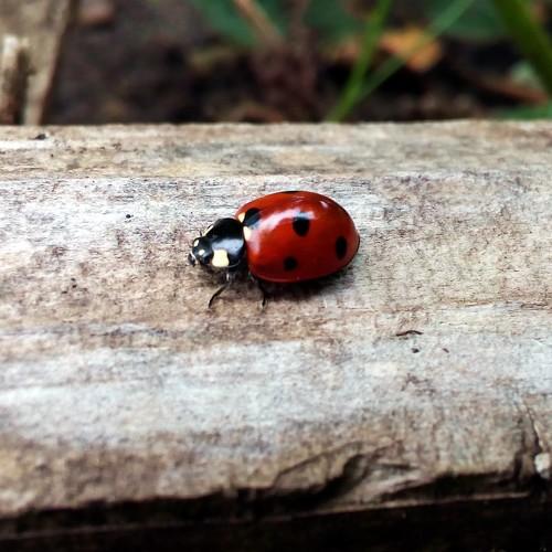 Photo #4413815