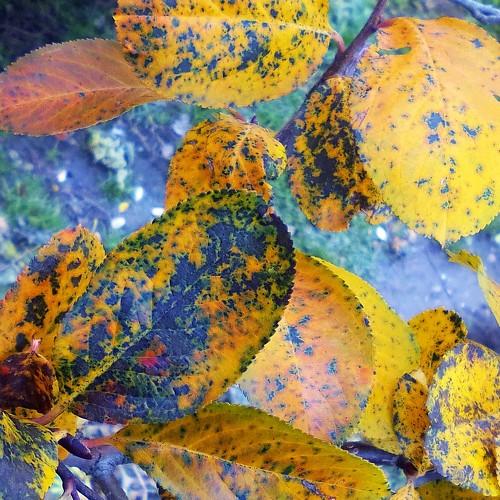 Photo #4414062