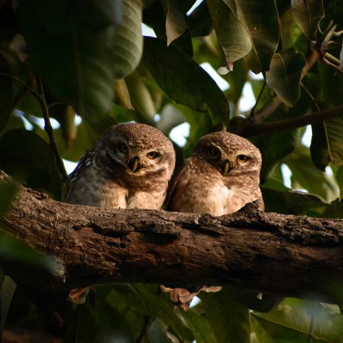 Owlets