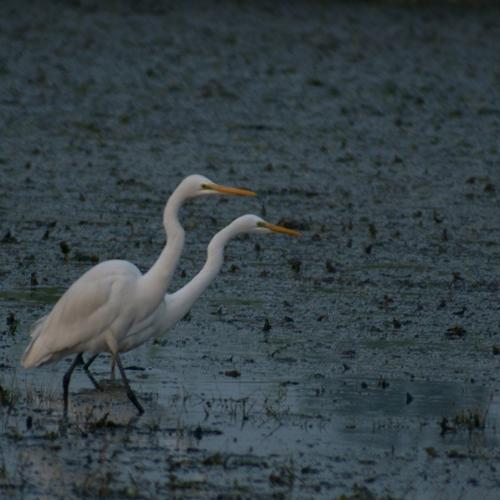 Photo #4415111