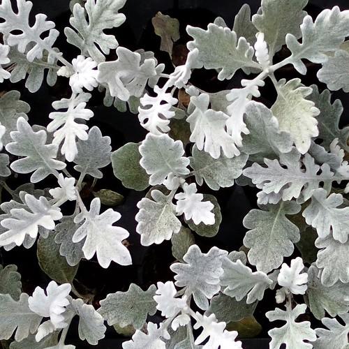 Photo #4415442