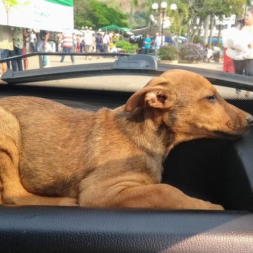 Cadela resgatada