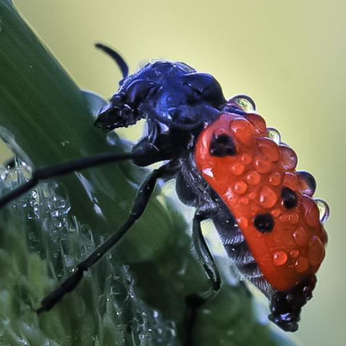 Photo #4418436