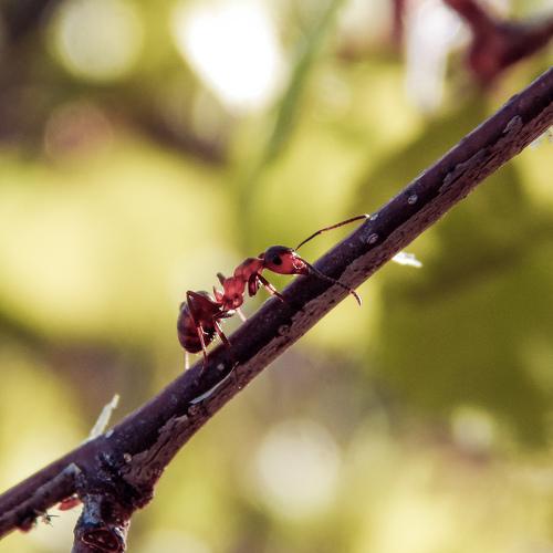 Photo #4419453