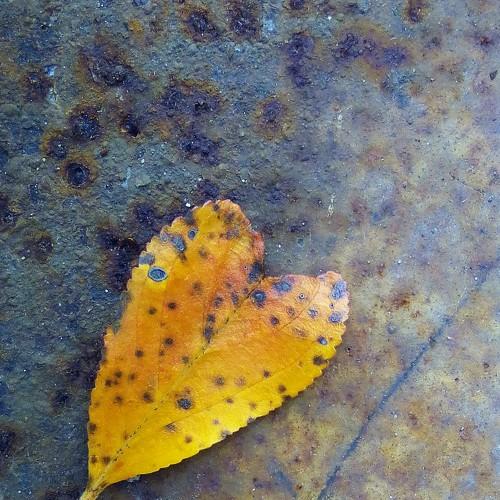 Photo #4419542