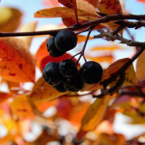Photo #4419627