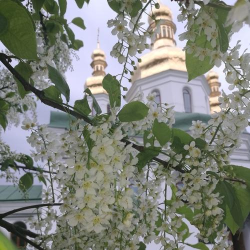 Photo #4419742