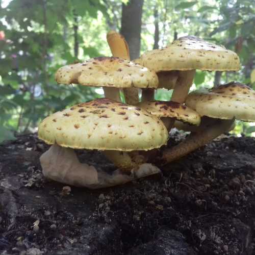 Photo #4419764