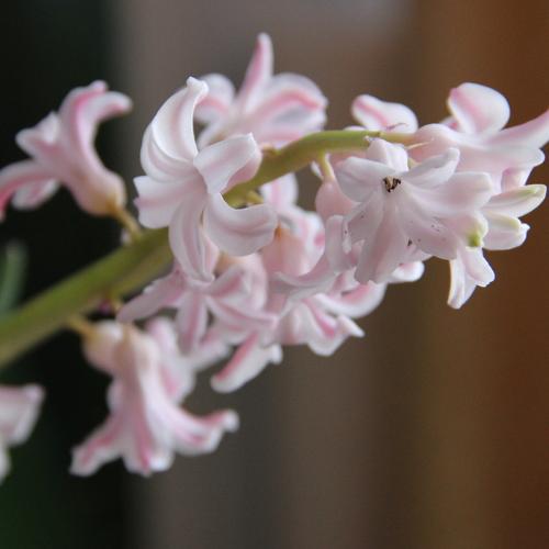 Photo #4420089