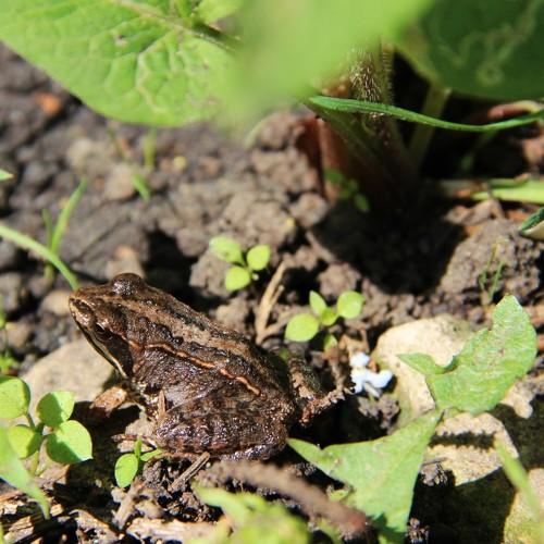 Photo #4420277