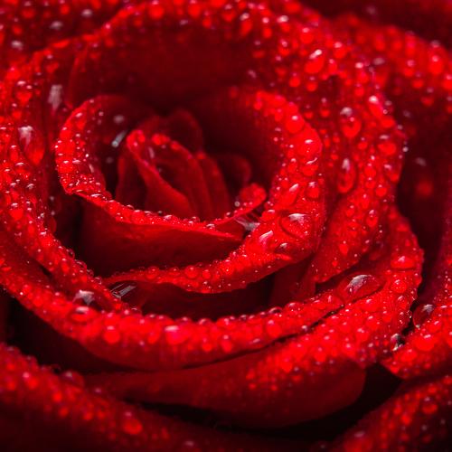 Red Rose