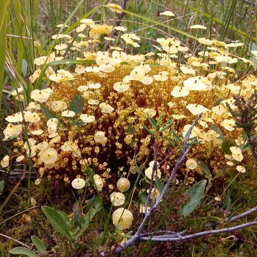 Болотное чудо Севера / Swamp miracle of the North.