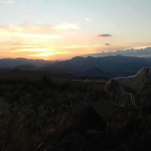Photo #4421741