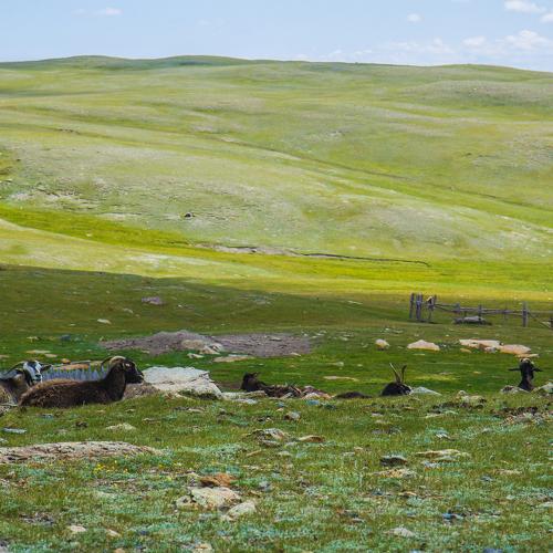Алтайские козочки