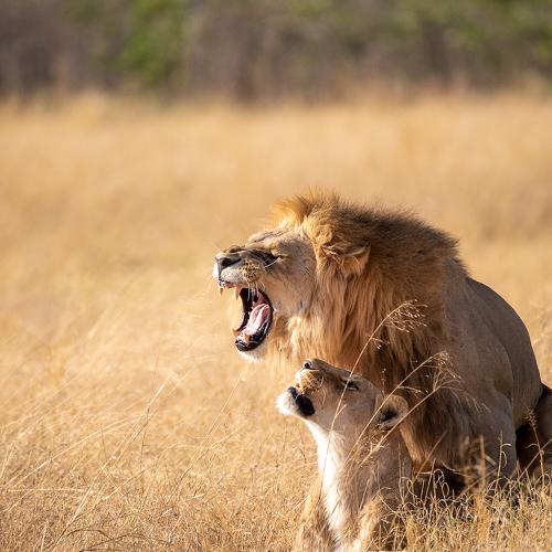 Photo #4422457