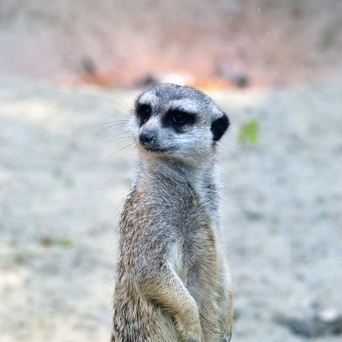 Photo #4422897