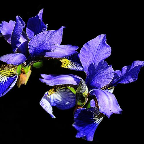 Photo #4423926