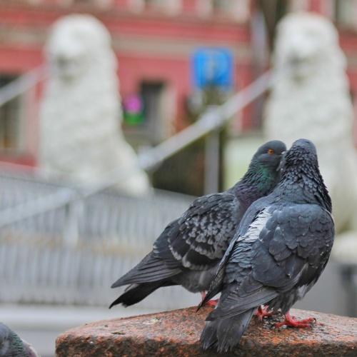 Photo #4424001