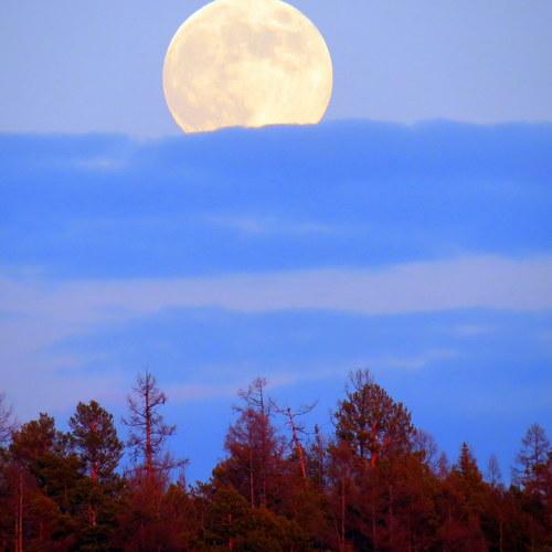 Photo #4424357