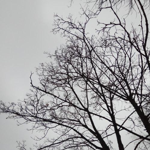 Photo #4424359