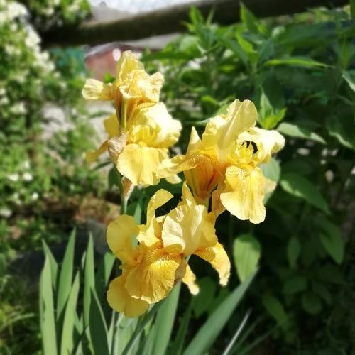 Photo #4424625