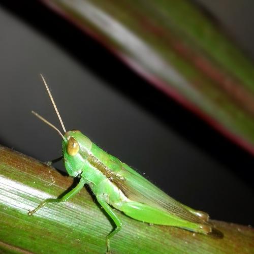 Photo #4425532