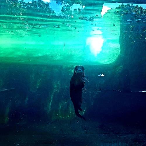 Looking in