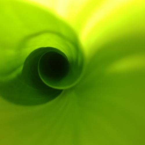 inside the canna bud