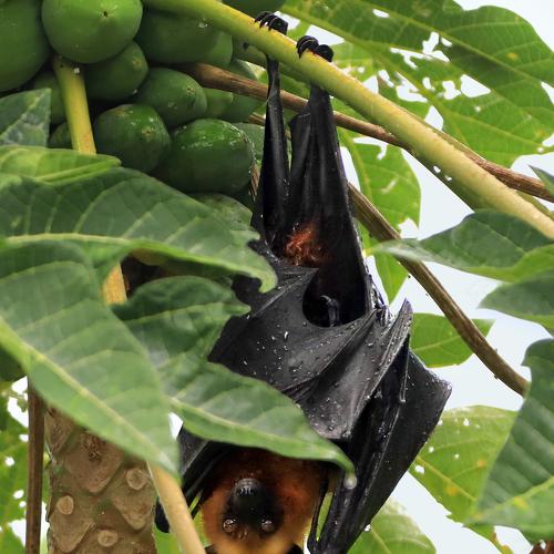 Плащ от летнего дождя