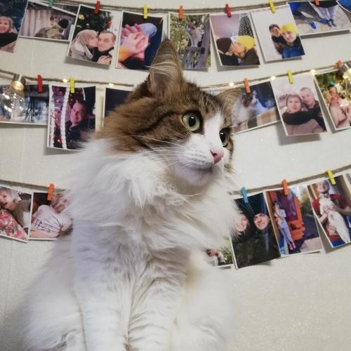Photo #4426484