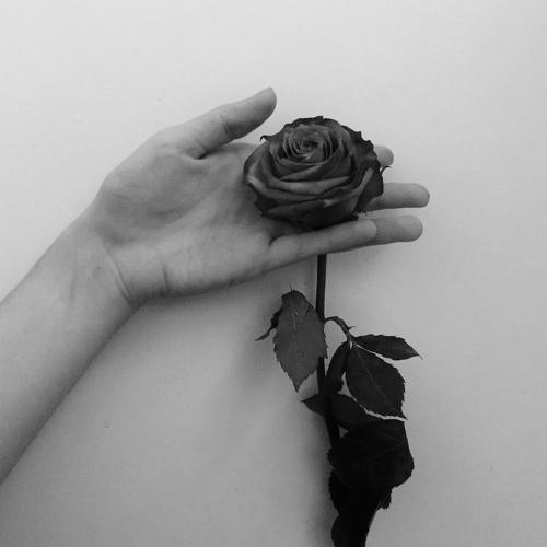 Photo #4426846