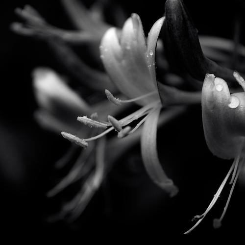 Photo #4427545