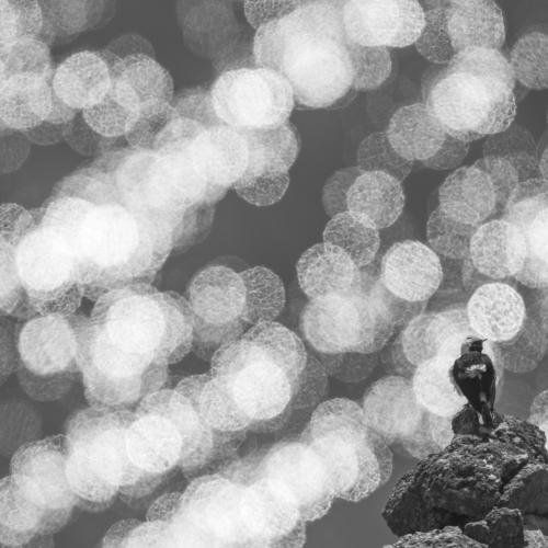 Photo #4428144