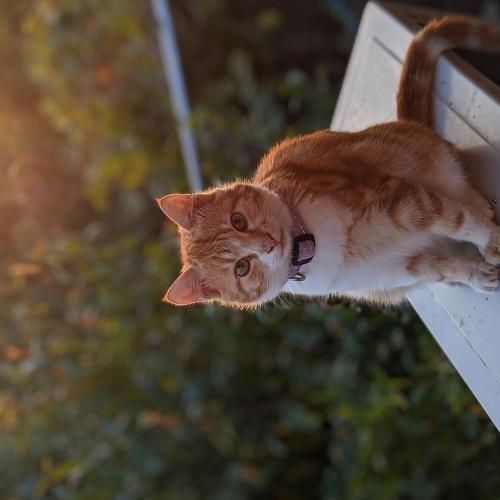 Котик Симба