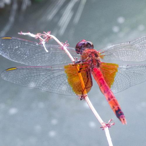 Dragonfly