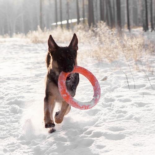 Photo #4430045
