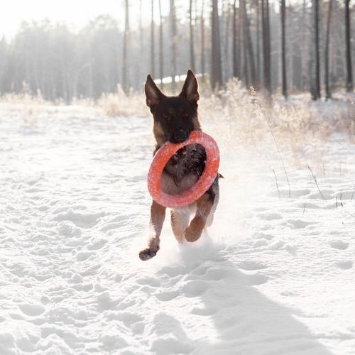 Photo #4430046
