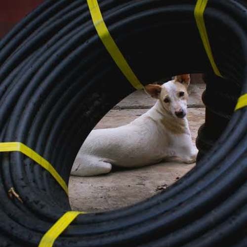 Photo #4430155