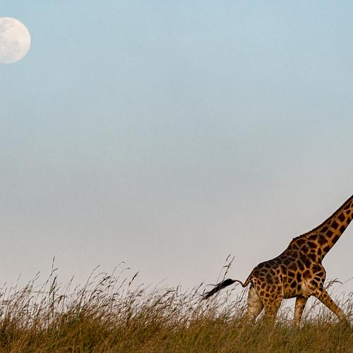 Photo #4430429