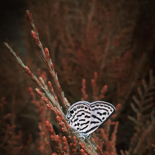 BUTTERFLY