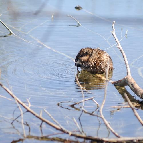 Photo #4431175