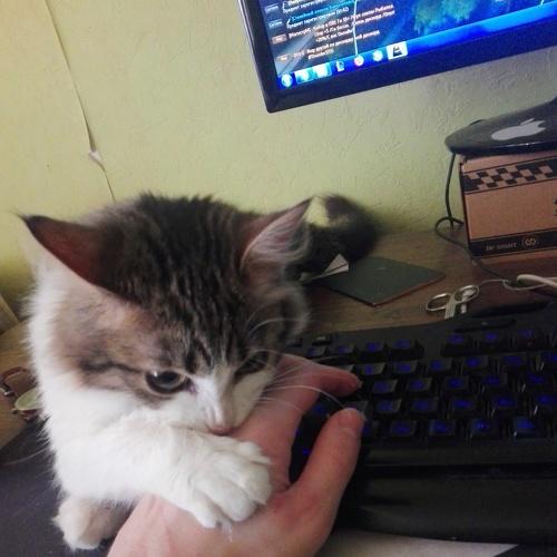 Photo #4431268