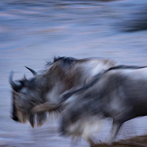 Photo #4431362