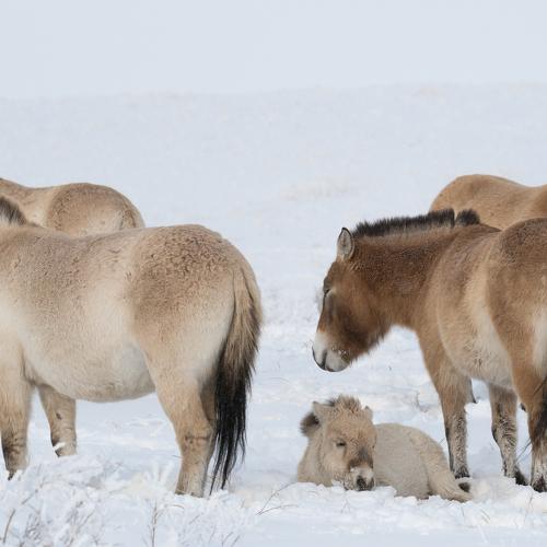 Зимний жеребенок