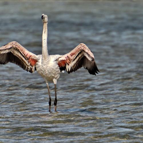 Даже фламинго летят в Крым!