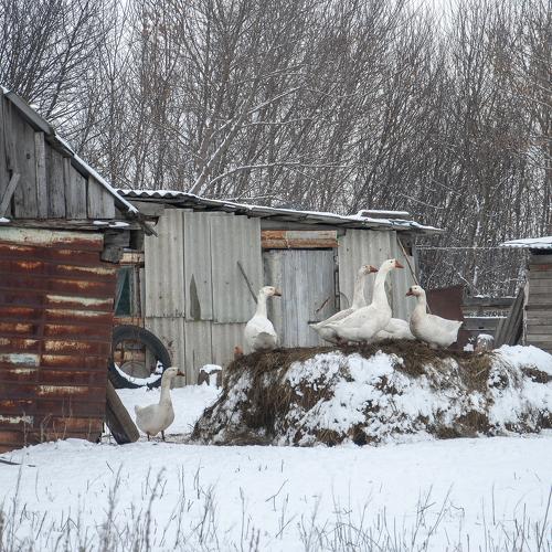 Гулять по свежему снежку особенно приятно,даже если ты гусь,и лапы в сене погреть можно